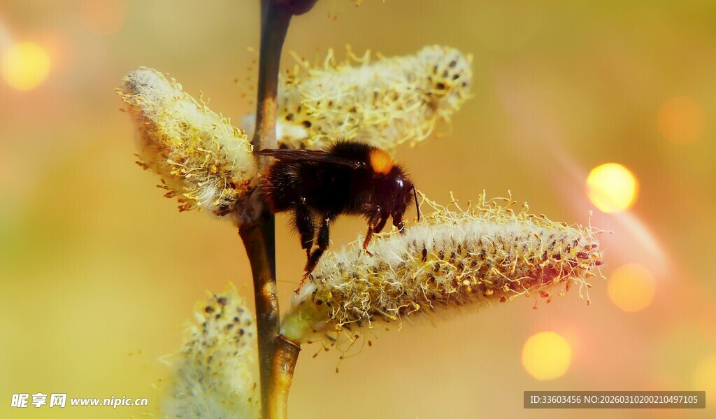 蜜蜂停留在毛茸茸的花枝上