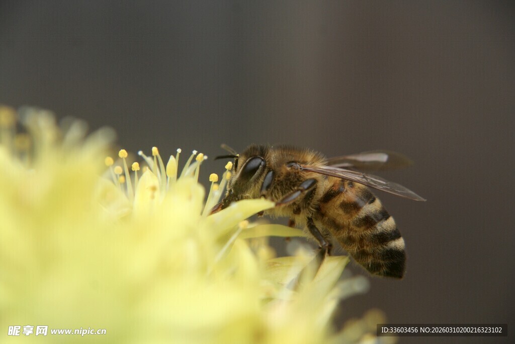 蜜蜂采蜜特写