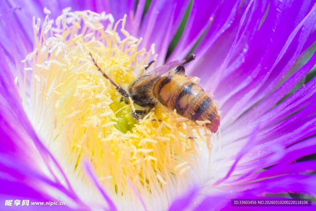 蜜蜂采蜜于紫色花朵间