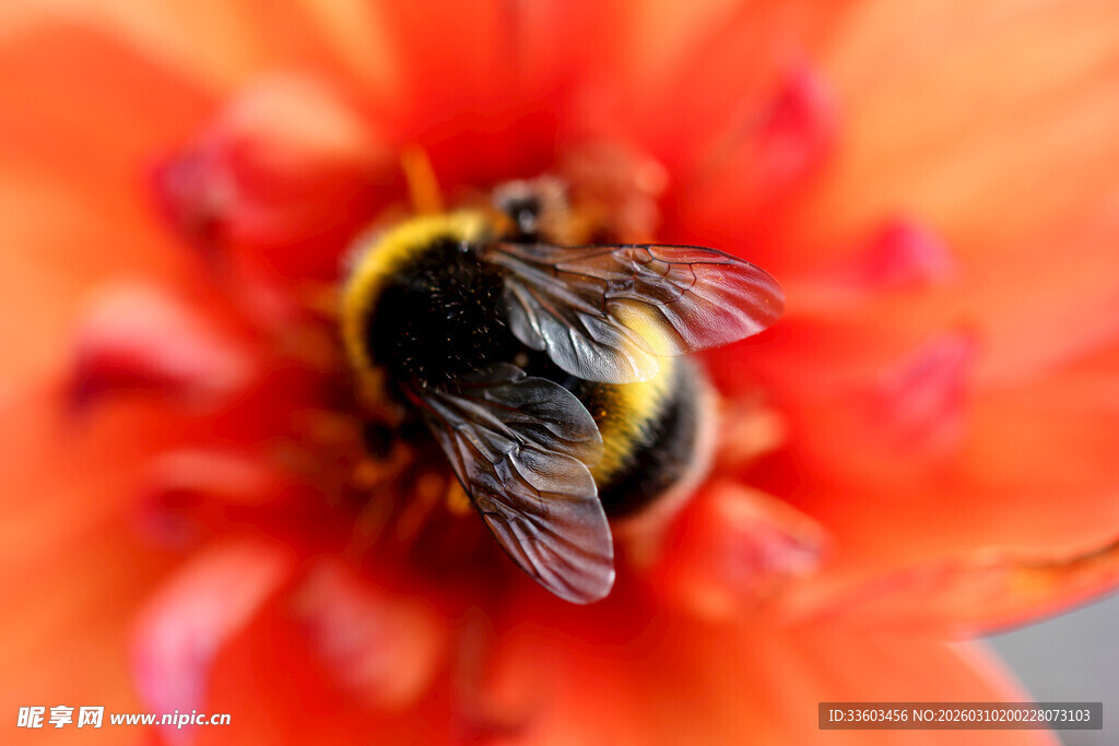 蜜蜂停留在鲜艳花朵上