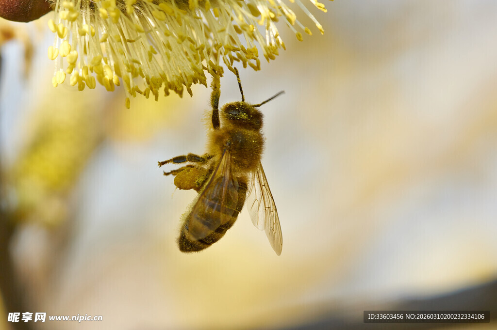 蜜蜂花间采蜜瞬间