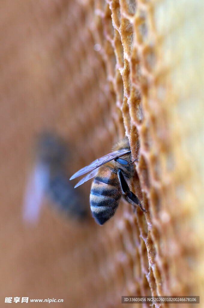 蜂巢上的蜜蜂