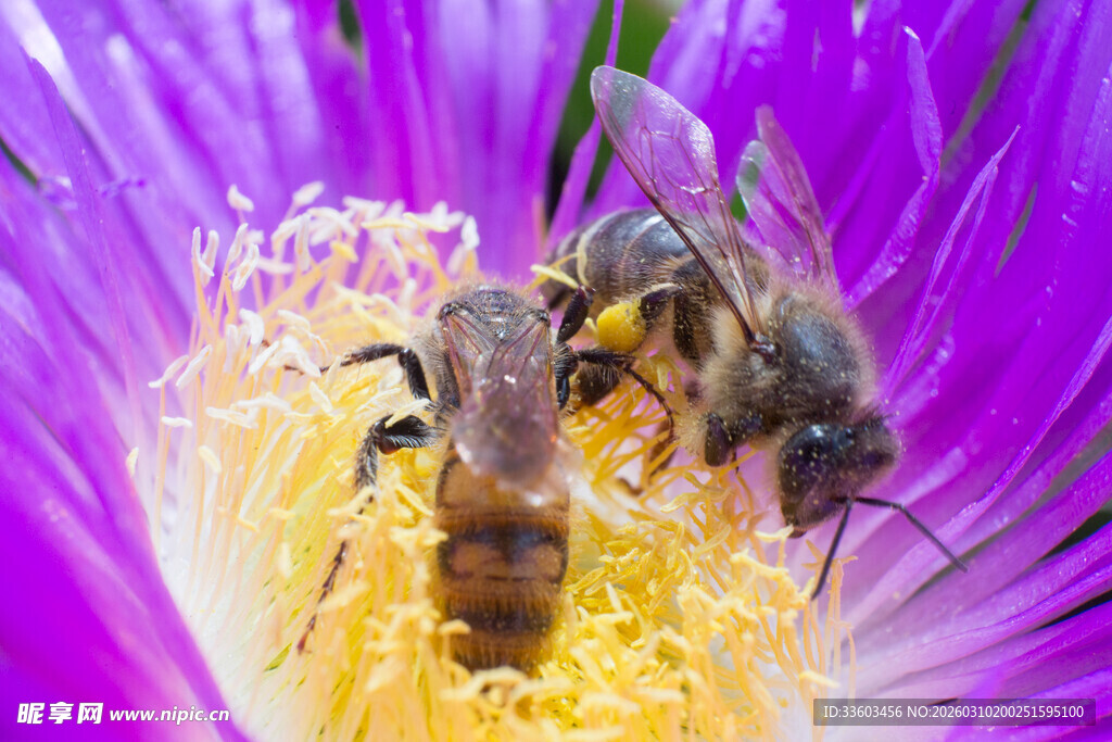 紫花上的双蜂采蜜瞬间