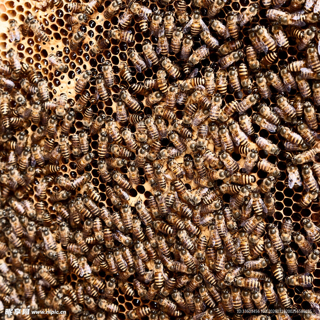 密集蜂巢上的大量蜜蜂