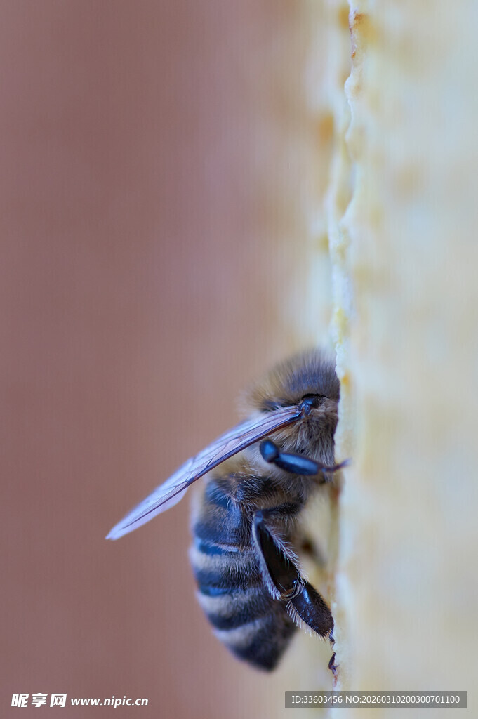 蜜蜂专注采花粉瞬间