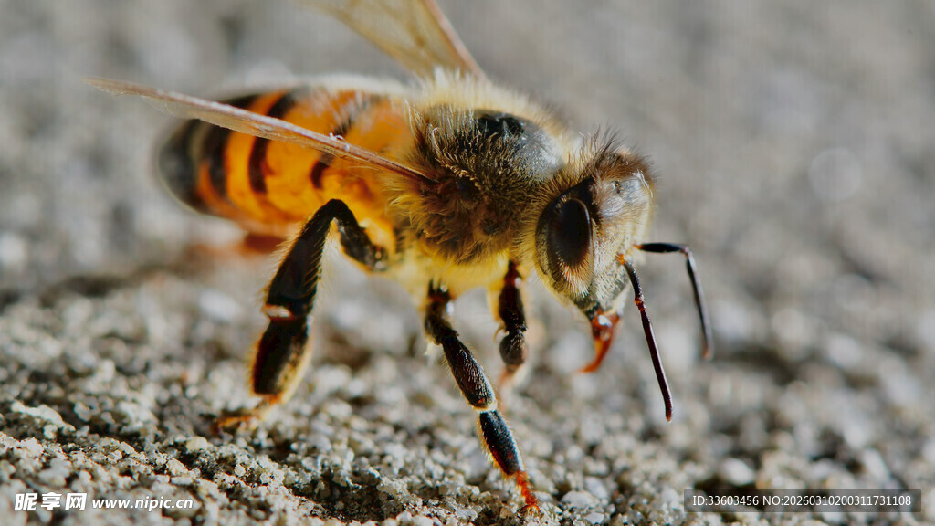 蜜蜂特写