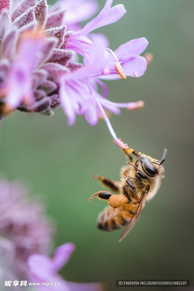 蜜蜂花间采蜜瞬间