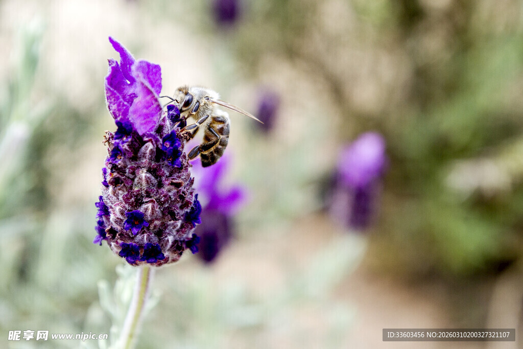 蜜蜂采蜜于紫色薰衣草