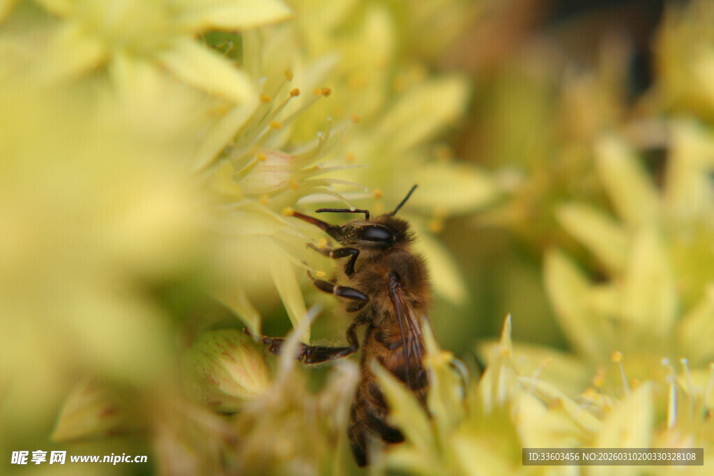 花丛中忙碌的蜂类昆虫