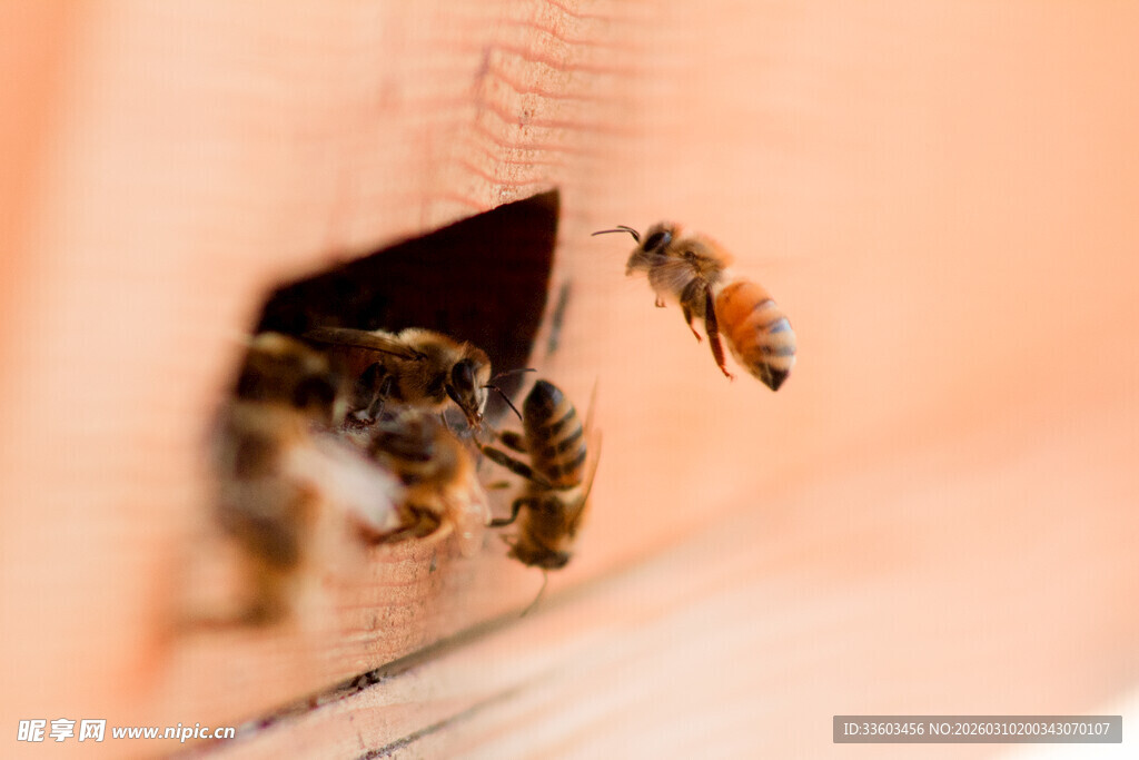 蜜蜂归巢瞬间
