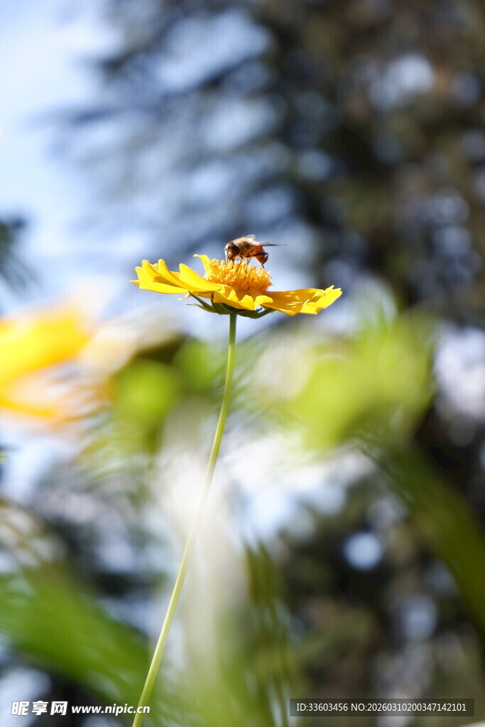 黄色小花上的蜜蜂