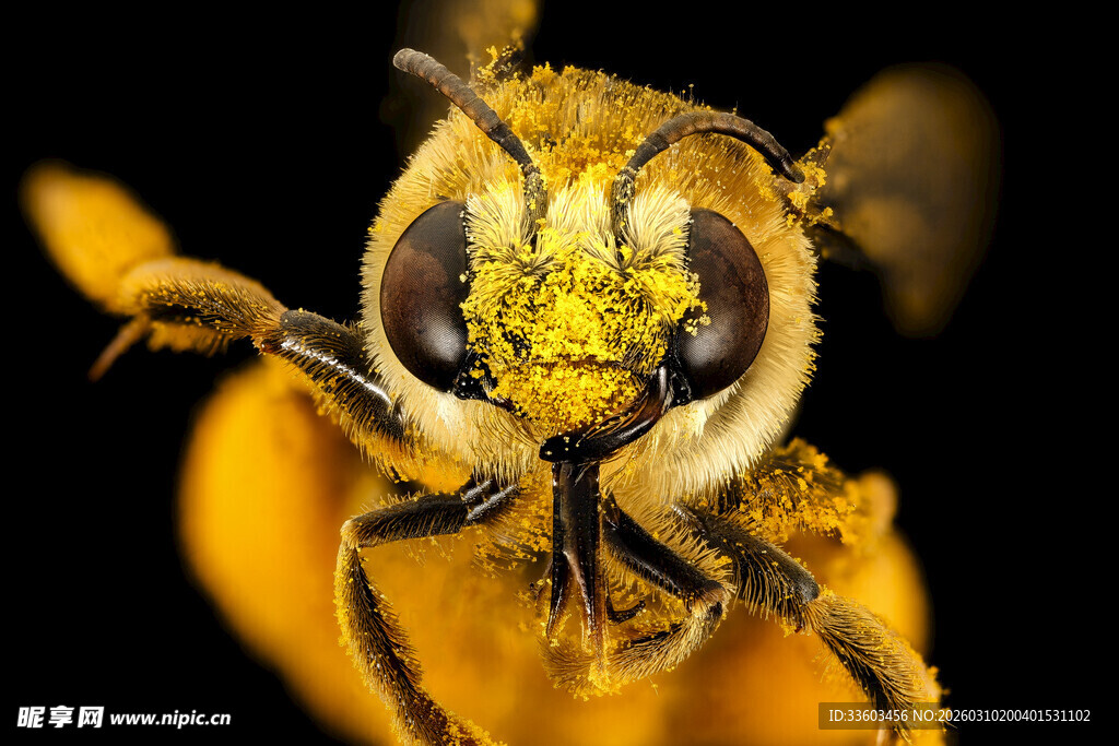 微距下的采粉蜜蜂