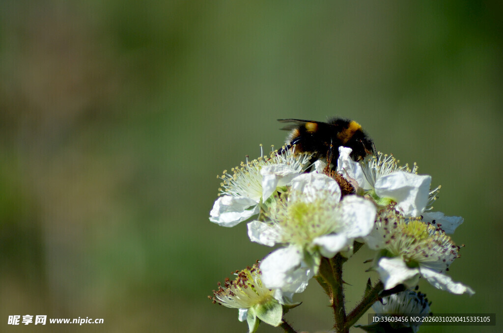 黑蜂停留在白色花朵上