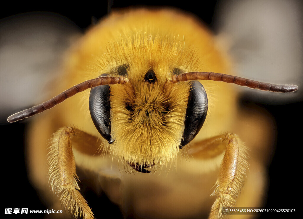 微距下的蜜蜂头部特写