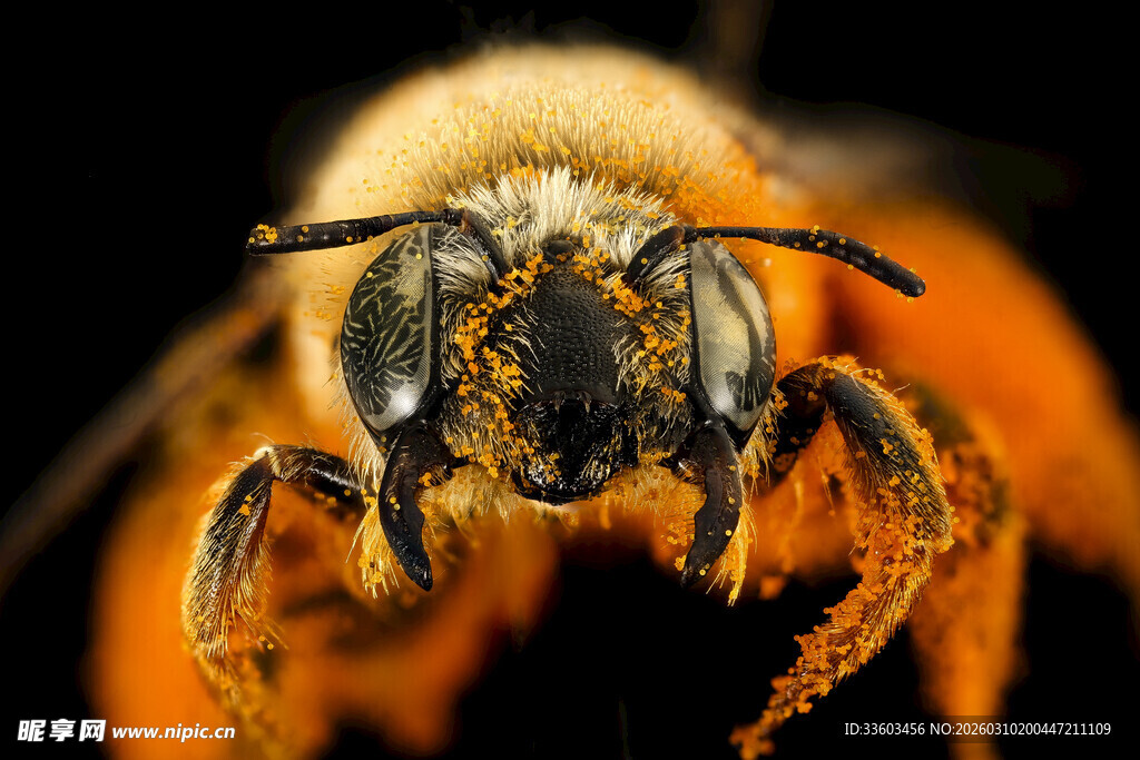 微距下的忙碌蜜蜂