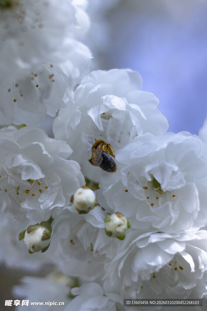 蜜蜂采蜜于洁白花朵间
