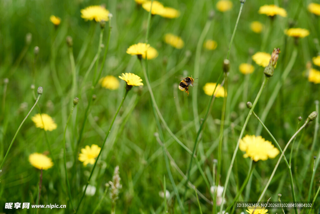 草地上的黄色小花