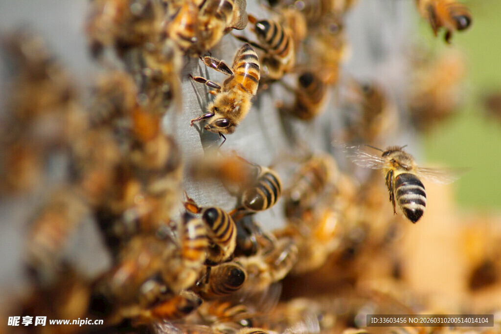 忙碌的蜂群