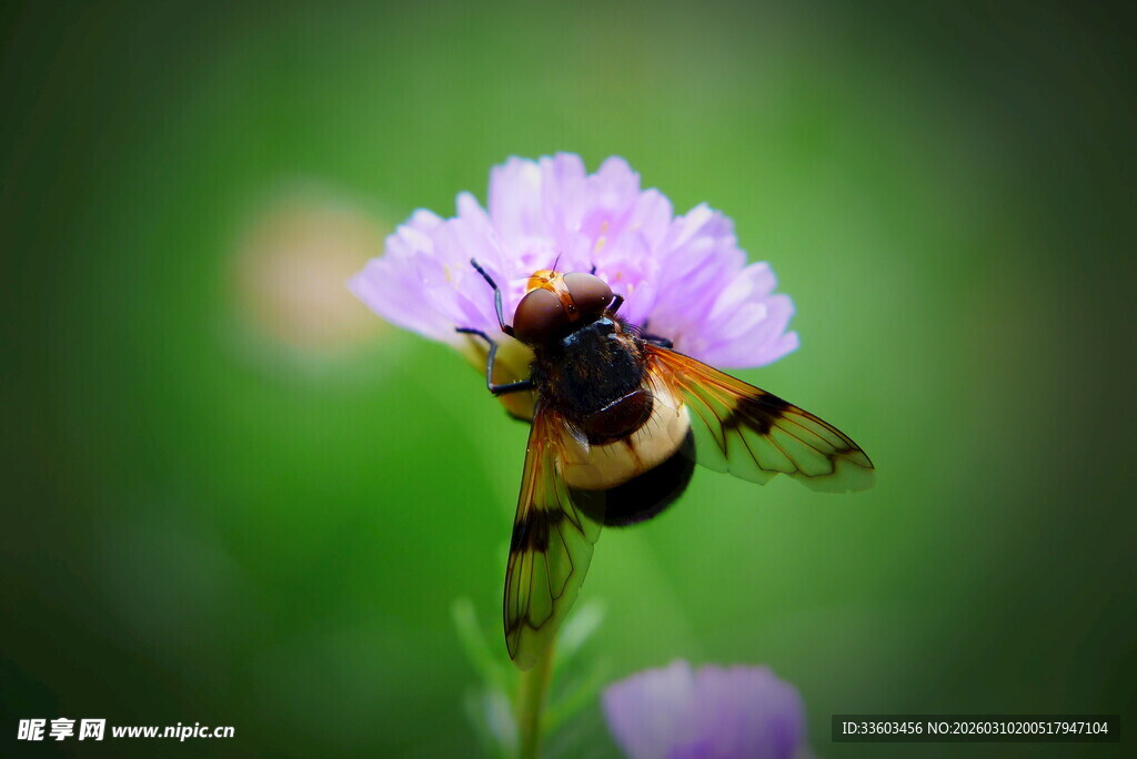 蜜蜂采蜜于紫色小花间
