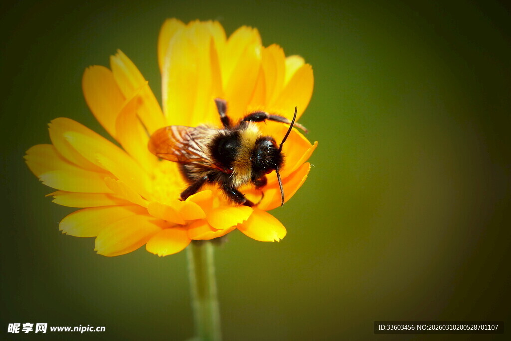 蜜蜂停留在黄色花朵上