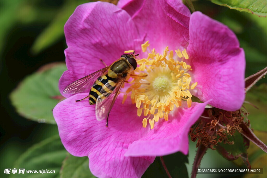 粉花上忙碌的蜜蜂