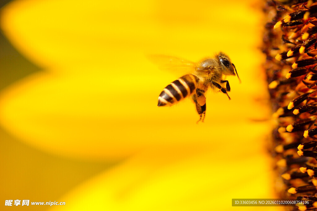 蜜蜂飞向向日葵
