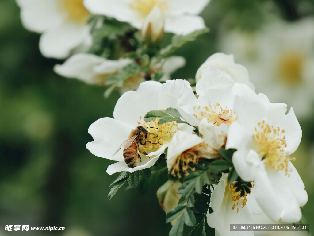 白蔷薇上忙碌的蜜蜂