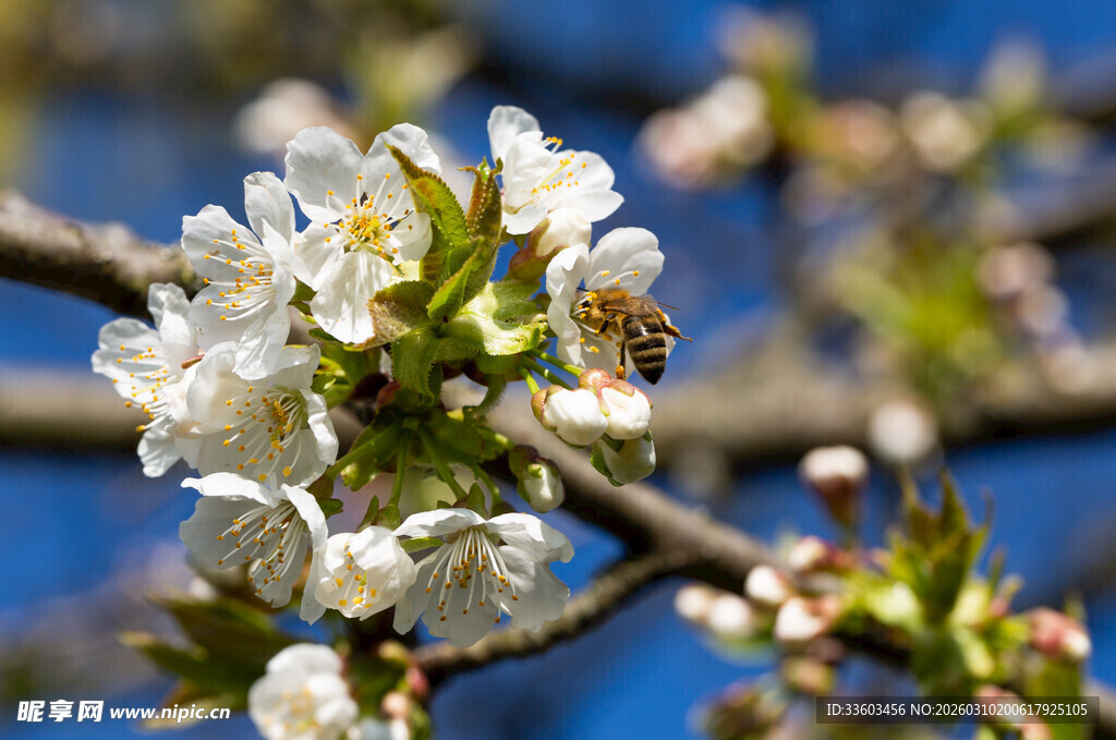 蜜蜂采蜜于盛开的樱花间