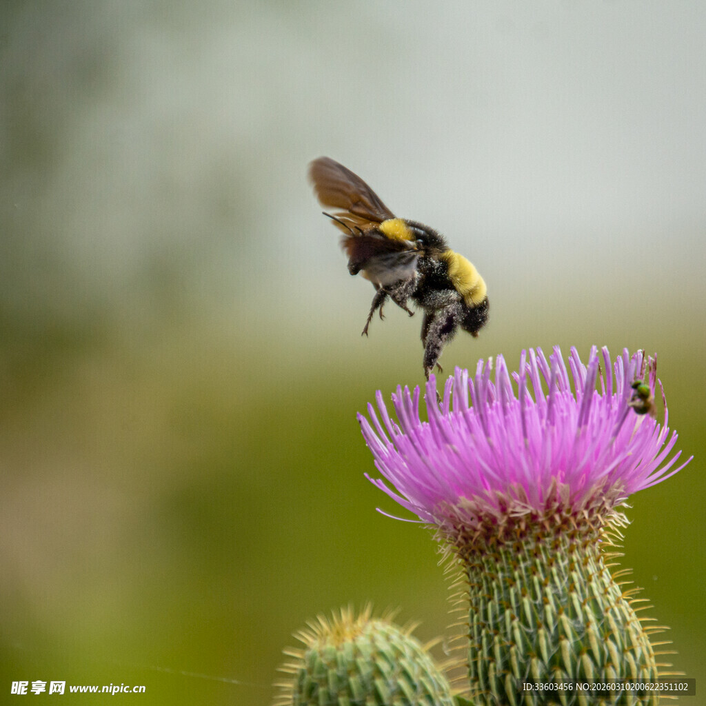 蜜蜂采蜜于紫色仙人掌花