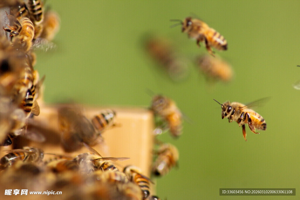 忙碌的蜜蜂在蜂巢附近飞舞