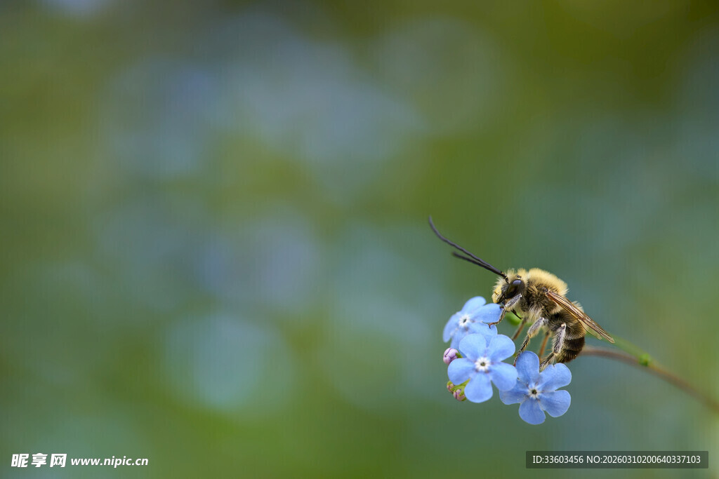 蜜蜂停留在蓝色小花上