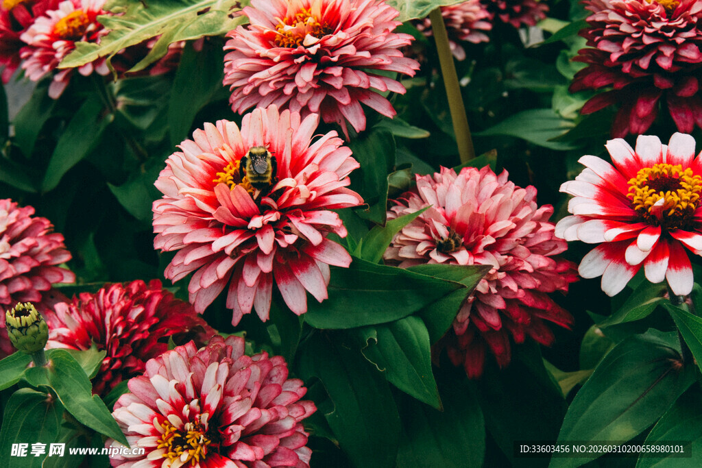 艳丽多姿的粉色百日菊