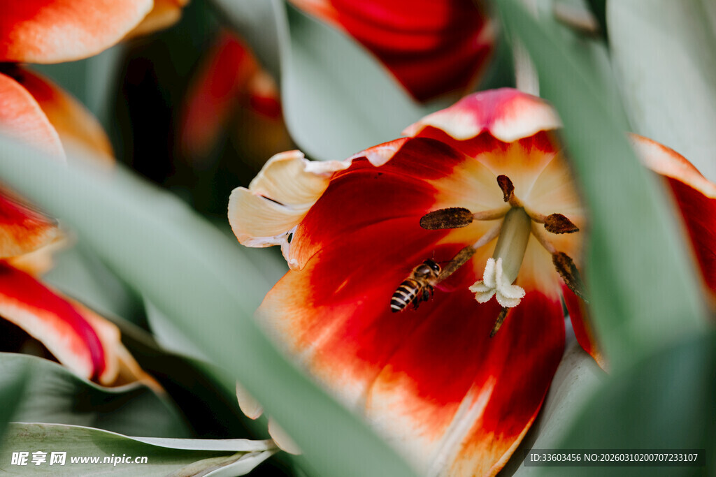娇艳双色郁金香特写