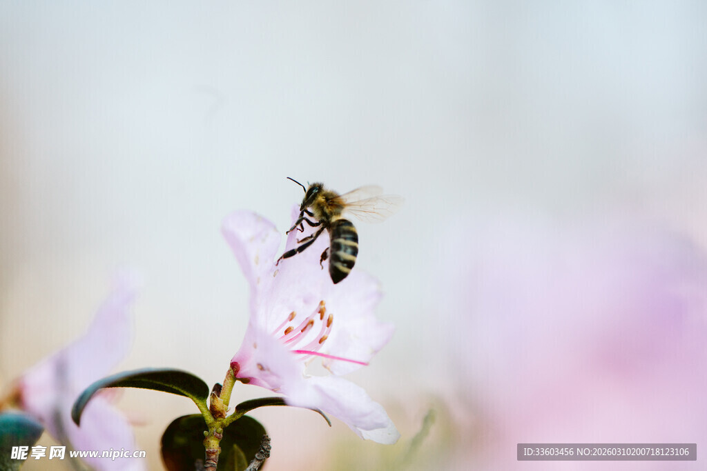 蜜蜂停驻粉色花朵上