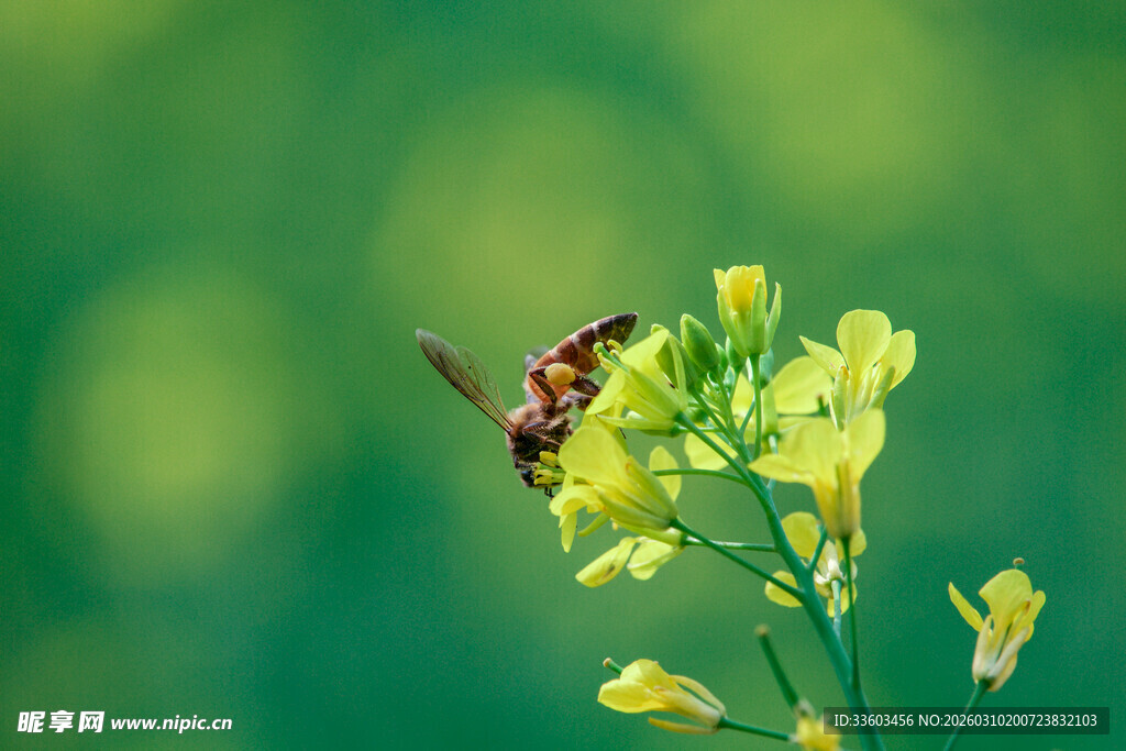 蜂鸟鹰蛾采蜜于黄花间