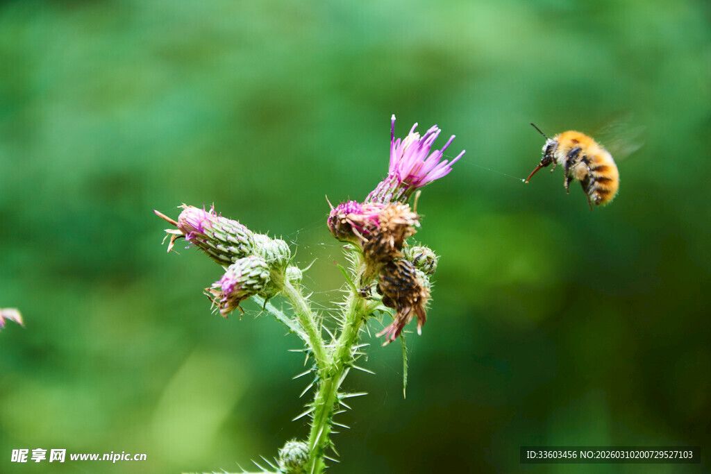 蜜蜂飞向绽放的紫色花朵