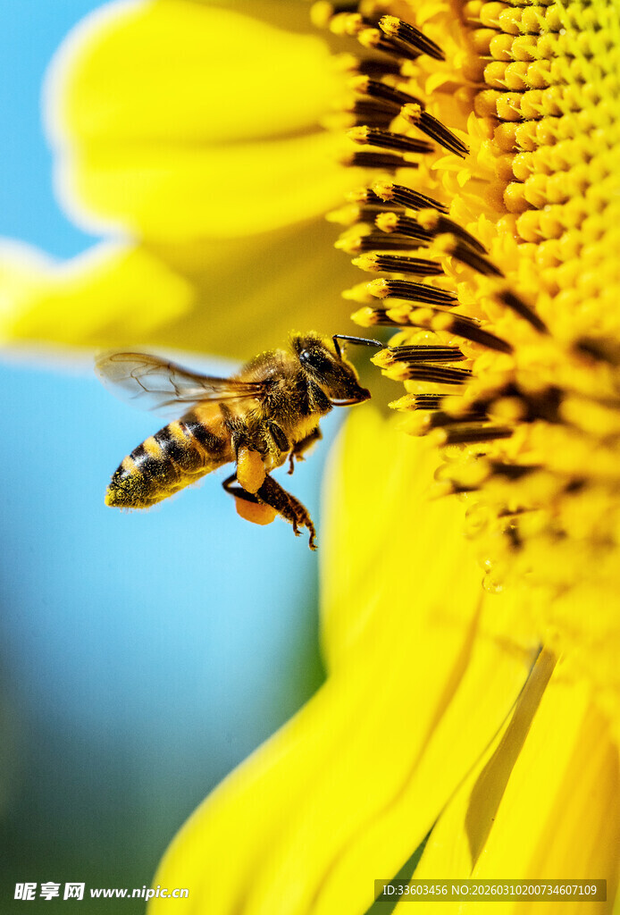 蜜蜂采蜜于向日葵花蕊间