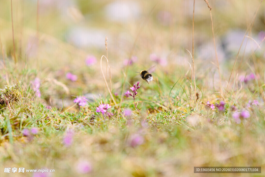草地中的紫色小花