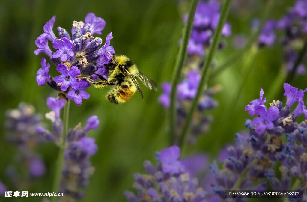 薰衣草丛中的忙碌蜜蜂