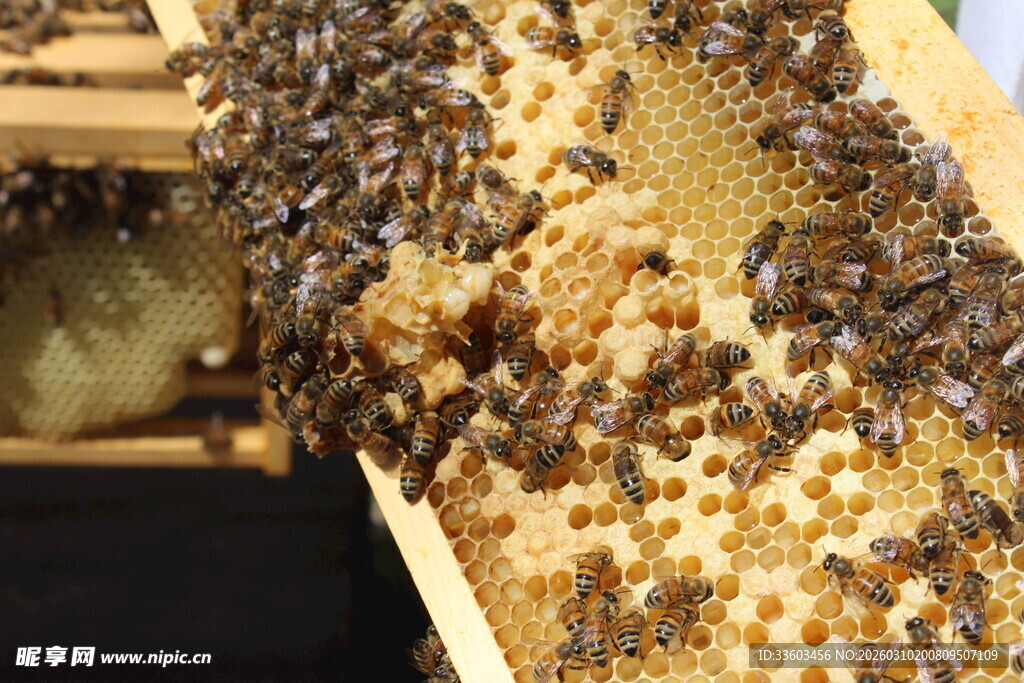 蜂巢上密集的忙碌蜜蜂