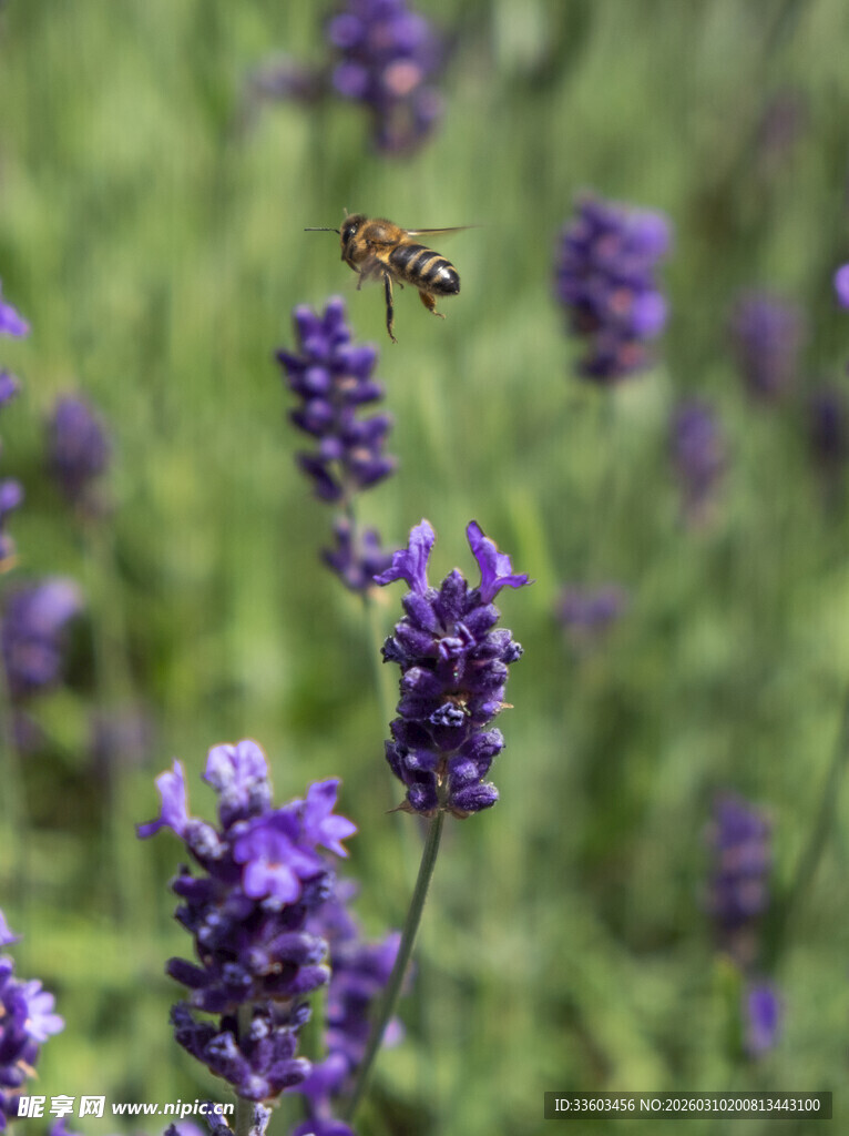 薰衣草花丛中的蜜蜂