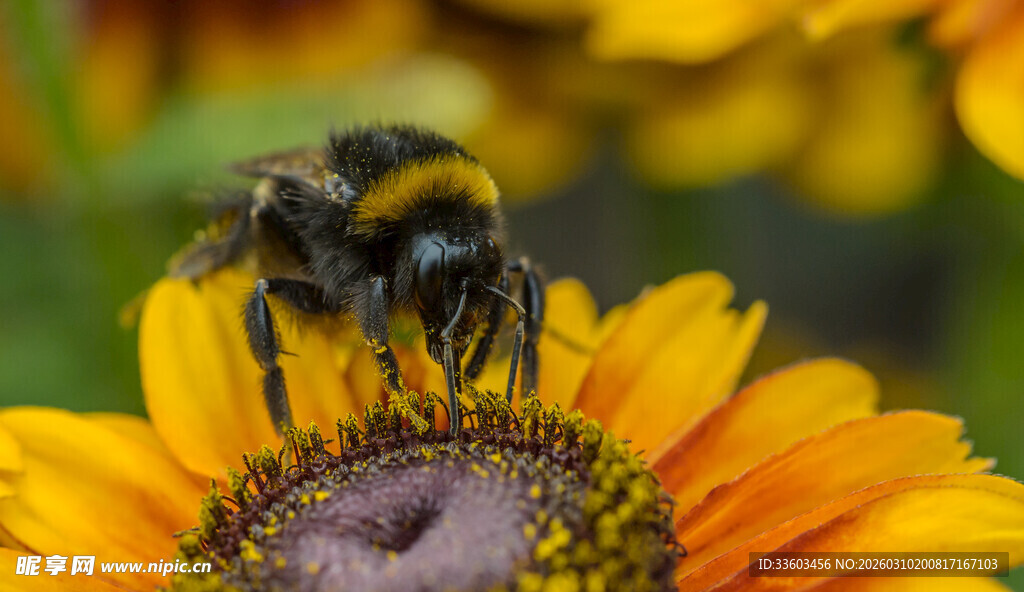 蜜蜂采蜜于明艳花朵间