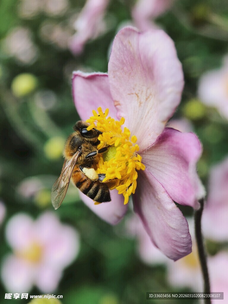 蜜蜂采蜜于粉色花朵间