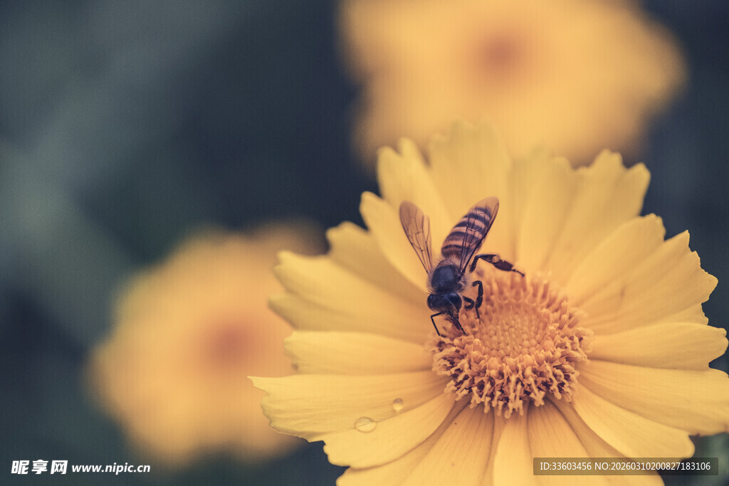 黄花朵上的蜜蜂