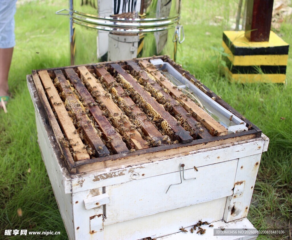 户外蜂箱展示养蜂场景