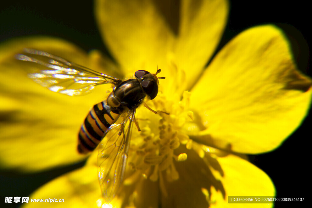 蜜蜂采蜜于黄色花朵上