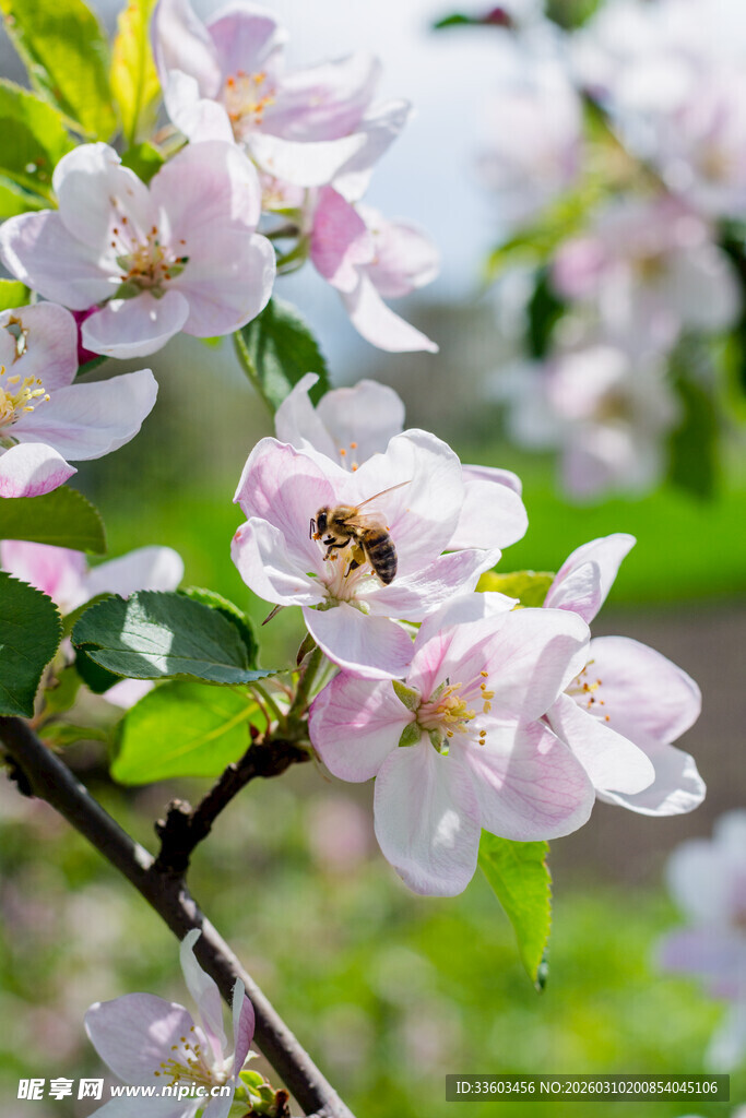 春日繁花蜜蜂采蜜图
