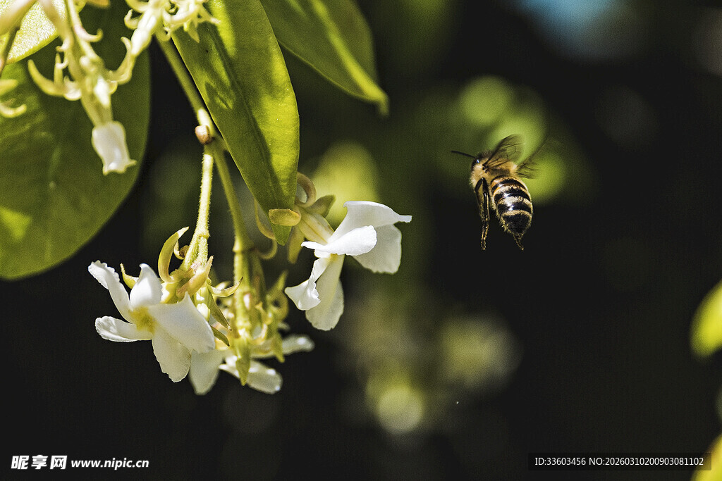 蜜蜂花间飞舞