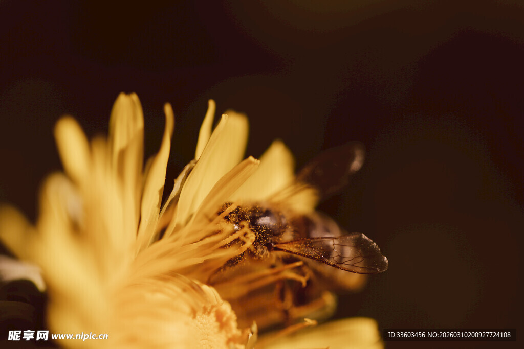 蜜蜂采蜜于黄色花朵间
