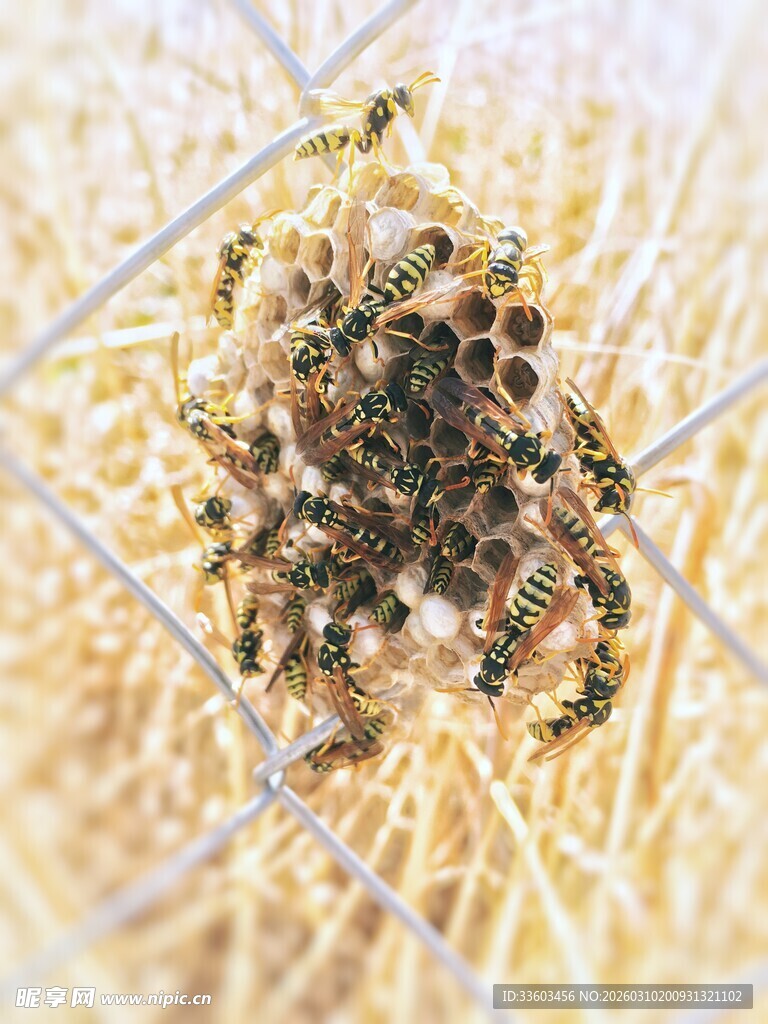 蜘蛛藏身于干草之中